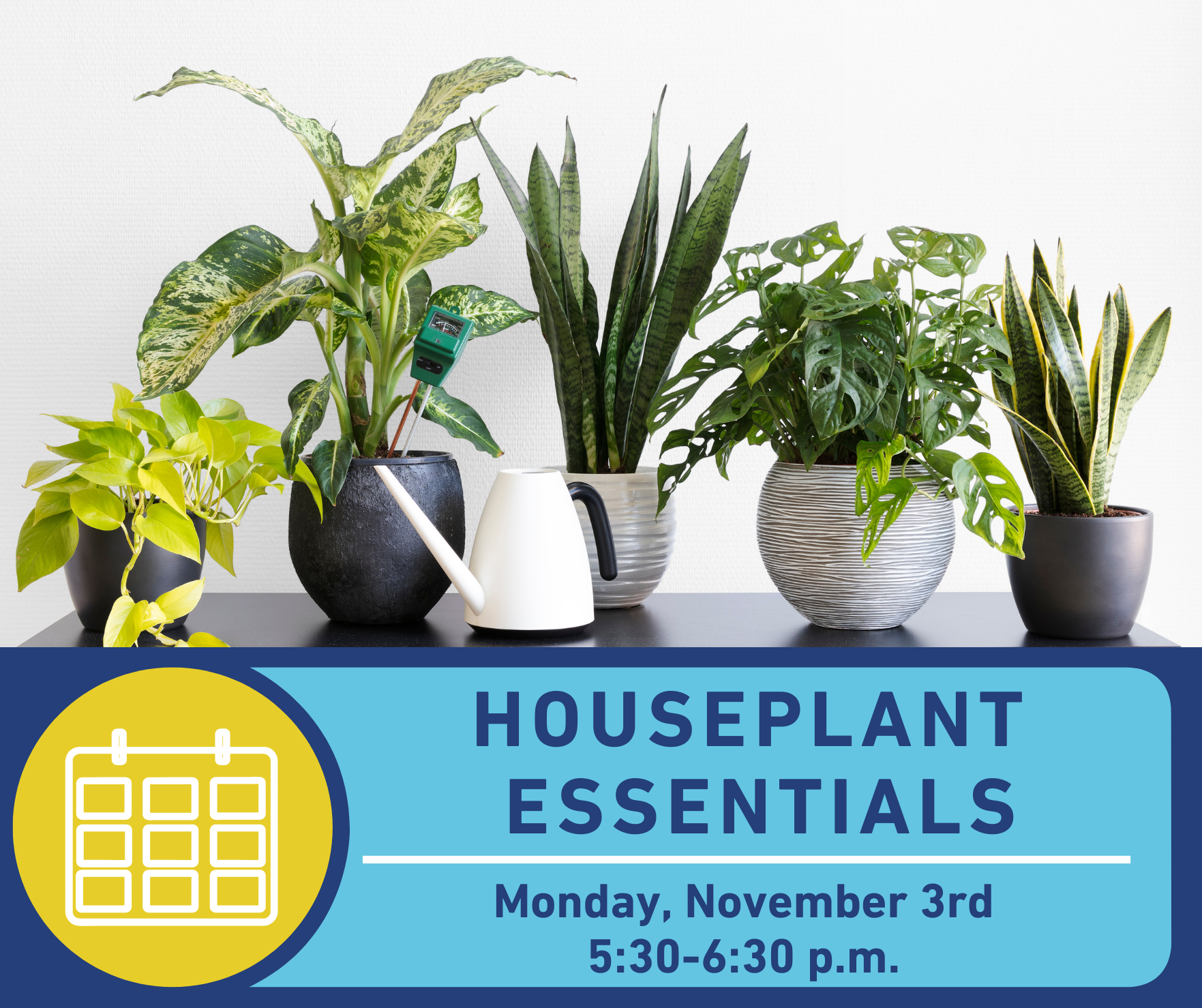 Houseplant Essentials