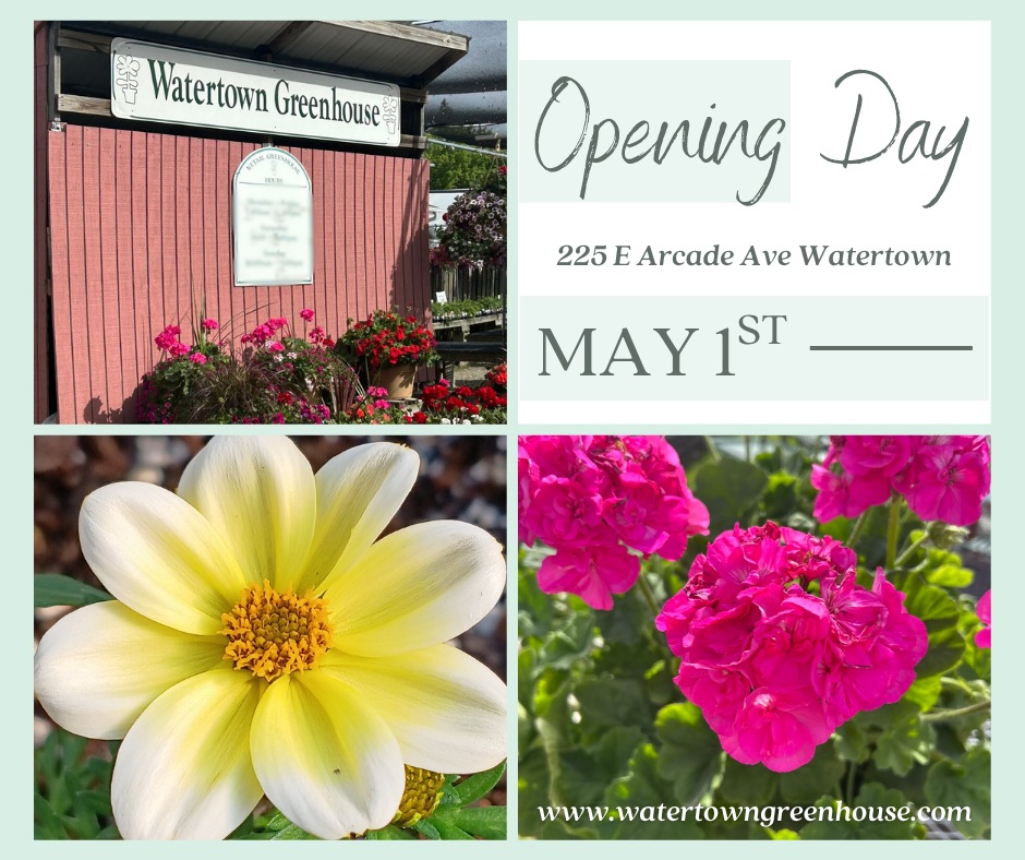 Opening Day at Watertown Greenhouse